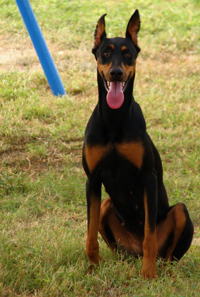 Trained Sniffer Dog Security India