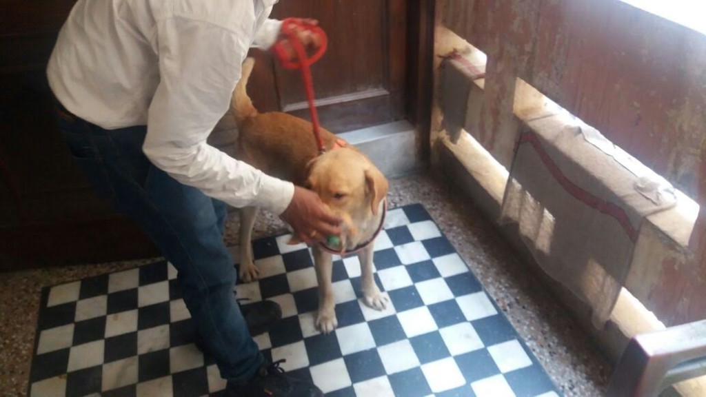 Specialised Sniffer dogs Delhi