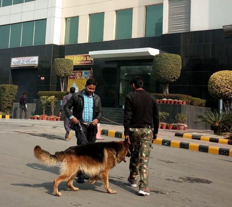 Sniffer Dog – Frequently Asked Questions